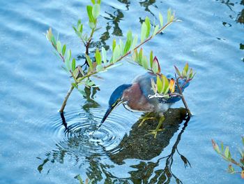 High angle view of duck swimming in lake