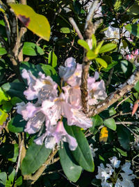 Close-up of flowers blooming outdoors