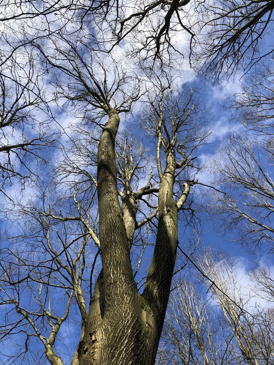 LOW ANGLE VIEW OF BARE TREES AGAINST SKY