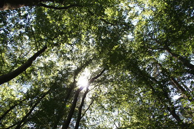 Low angle view of trees against sky