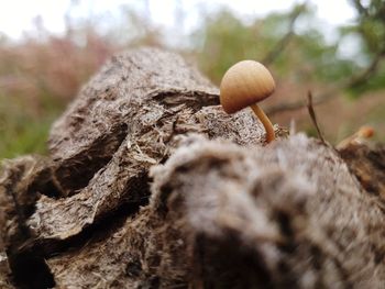 Close-up of mushroom growing on tree