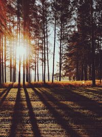 Sun shining through trees in forest