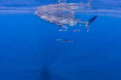 High angle view of fish swimming in sea