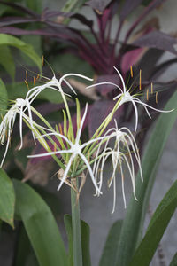 Close-up of flowering plant