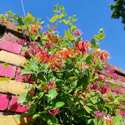 Close-up of pink flowering plants against blue sky