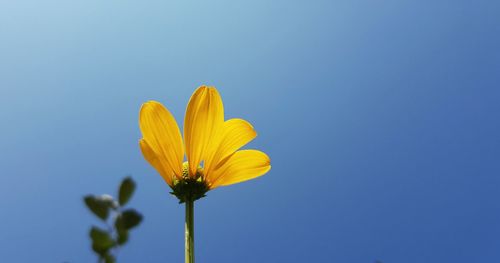 Close-up of yellow flower against blue sky