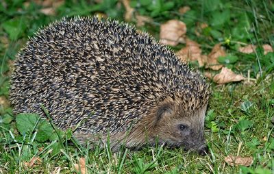 Big cute ordinary hedgehog-erinaceidae with big eyes sitting on the ground. green pasture and grass.