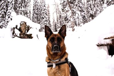 Portrait of dog in winter