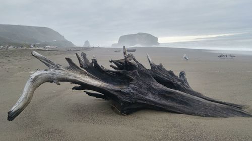 Driftwood at beach against cloudy sky