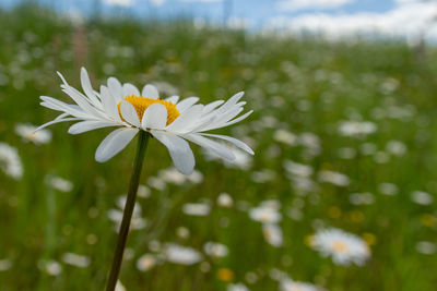 Close-up of white daisy flower