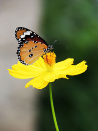 Close-up of butterfly on flower