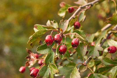 Close-up view of hawthorn berries growing with green leaves on a sunny day in minsk, belarus