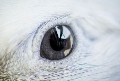 Close-up of cat eye