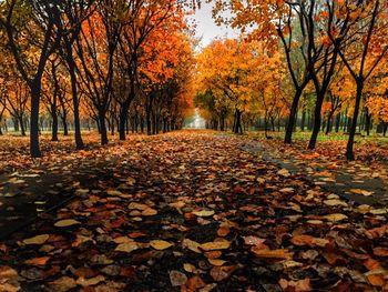 Road passing through autumn trees