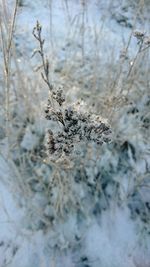 Close-up of snow on tree