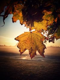 Close-up of dry maple leaves against sky during autumn