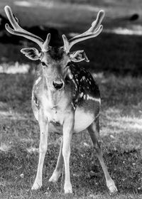 Portrait of deer standing on field