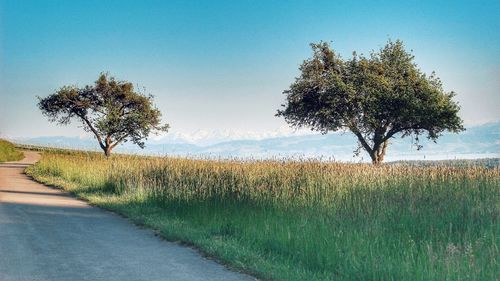 Tree on field against clear sky