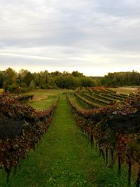 Scenic view of vineyard against cloudy sky