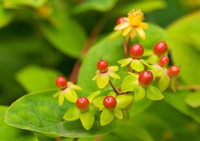 Close-up of red berries growing on tree