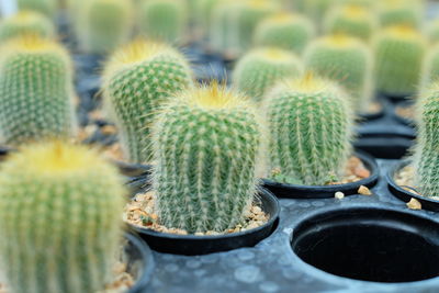 Close-up of cactus growing on field