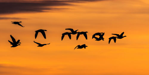 Low angle view of silhouette birds flying against dramatic sky