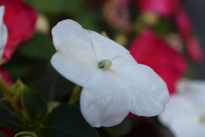 Close-up of white flower blooming outdoors