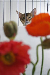 Portrait of cat seen through metal grate with flowers on foreground