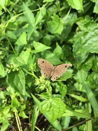 Close-up of butterfly on leaf