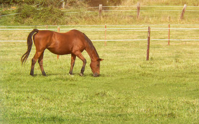 pasture