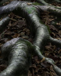 Close-up of mushroom growing on tree trunk