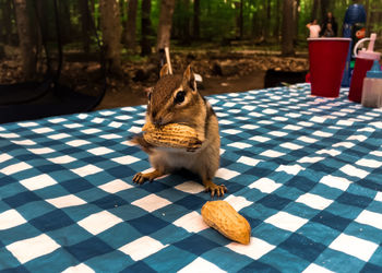 Vhipmunm eating on a picnic table