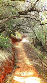 Footpath amidst trees