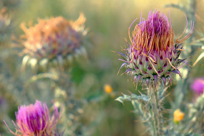 Close-up of pink flowers
