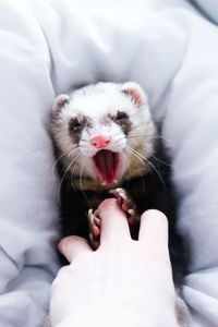 Close-up of ferret holding finger on bed at home