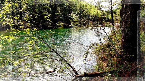 Scenic view of lake in forest