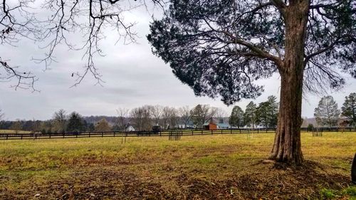 Trees on field against sky