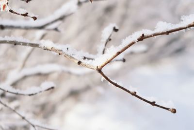 Close-up of frozen plant