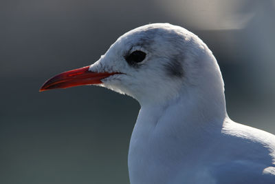 Close-up of seagull