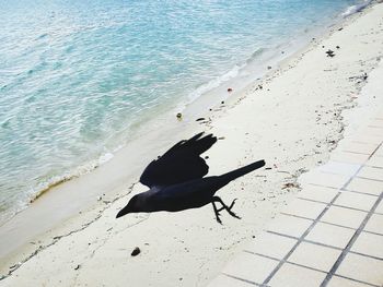 High angle view of bird sitting on sand at beach