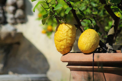 Unusually growed up strange lemons