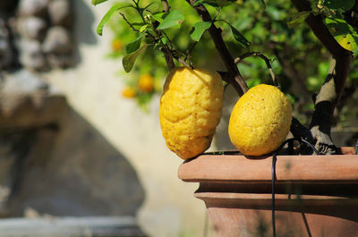 Close-up of fruits on tree