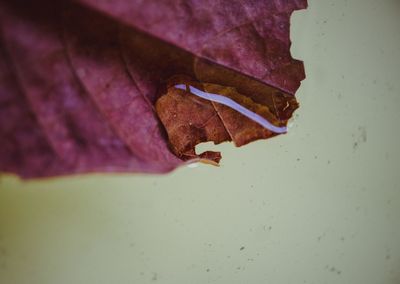 Close-up of leaves