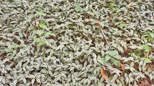 High angle view of plants growing on field