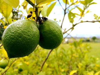 Close-up of fruits hanging on tree