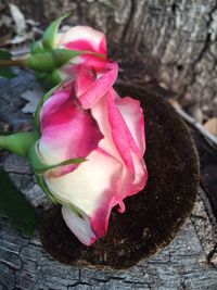 Close-up of pink flower