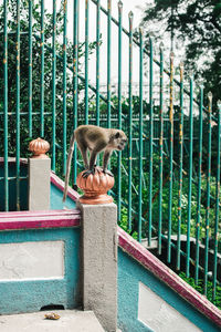 View of a monkey sitting on the stairs