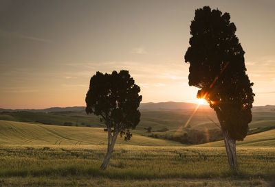 Trees on field against sky during sunset