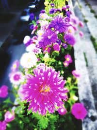 Close-up of purple flowers blooming outdoors