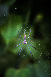 Spider on web